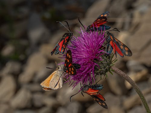 Butterflies Perching on a Thistle