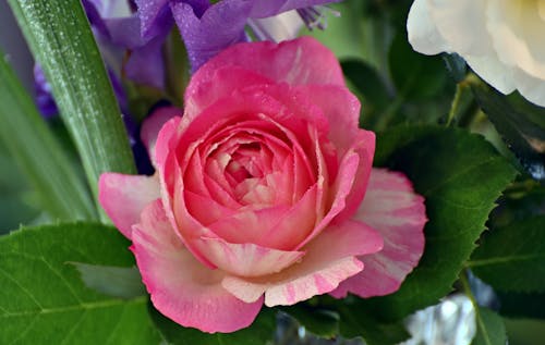 개화, 분홍 장미, 신선한의 무료 스톡 사진