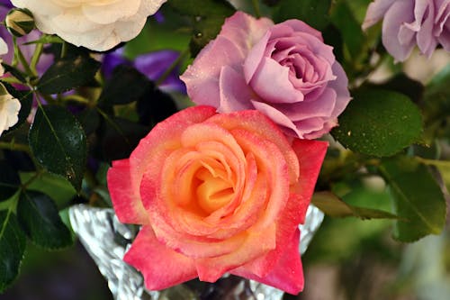 Close-up of Roses in Different Colors