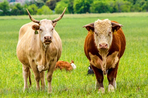 бесплатная Бесплатное стоковое фото с домашний скот, животные, коровы Стоковое фото
