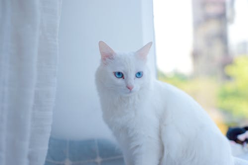 A Cat with White Fur and Blue Eyes