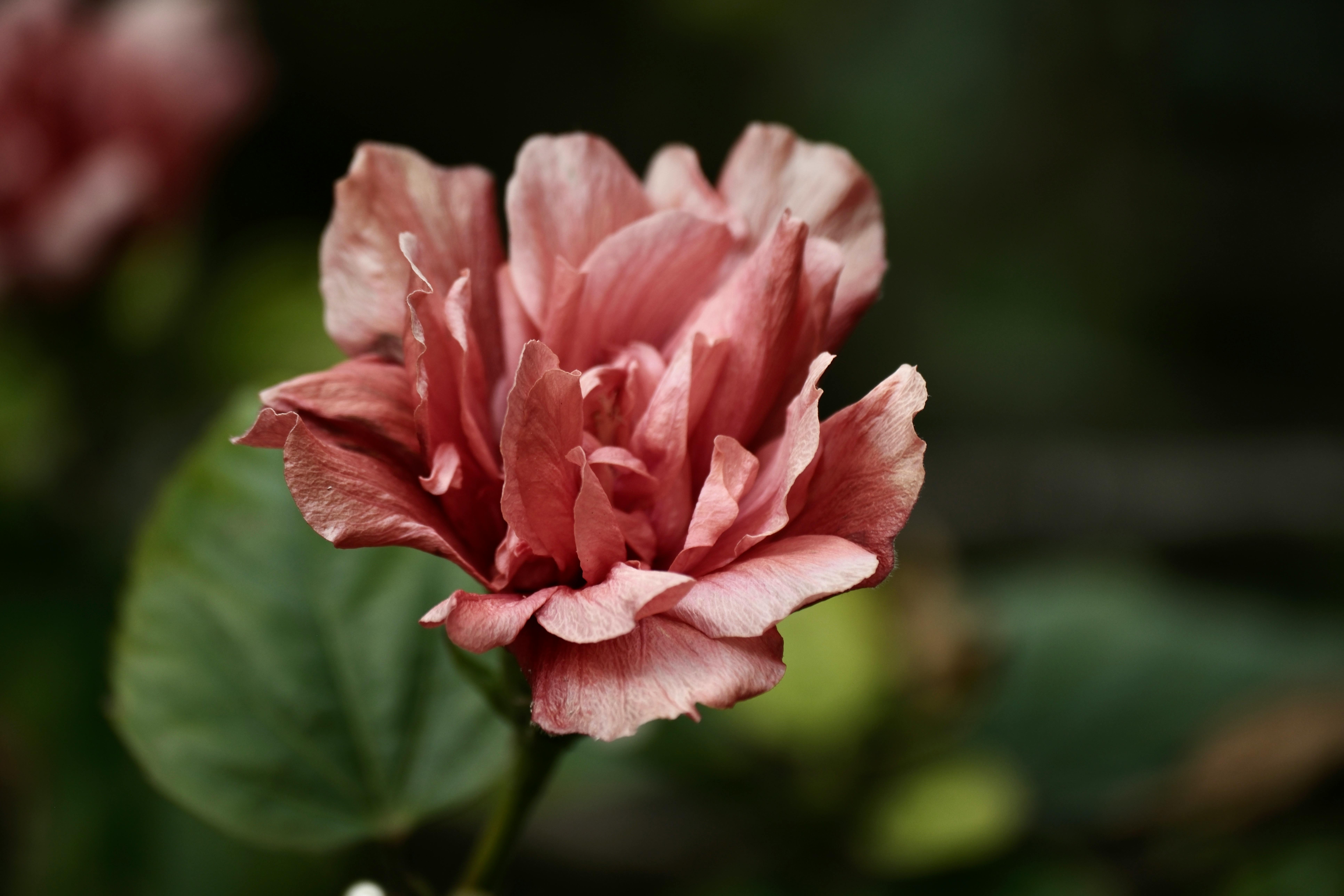 close up of a chinese rose