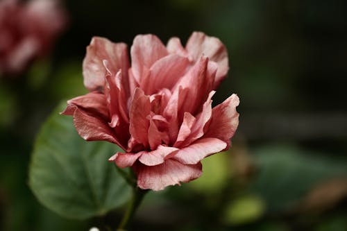 Fotobanka s bezplatnými fotkami na tému čínska ruža, flóra, ibištek