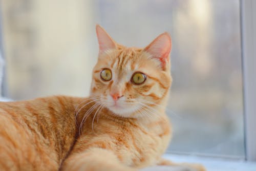 A Orange Cat Lying and Staring 