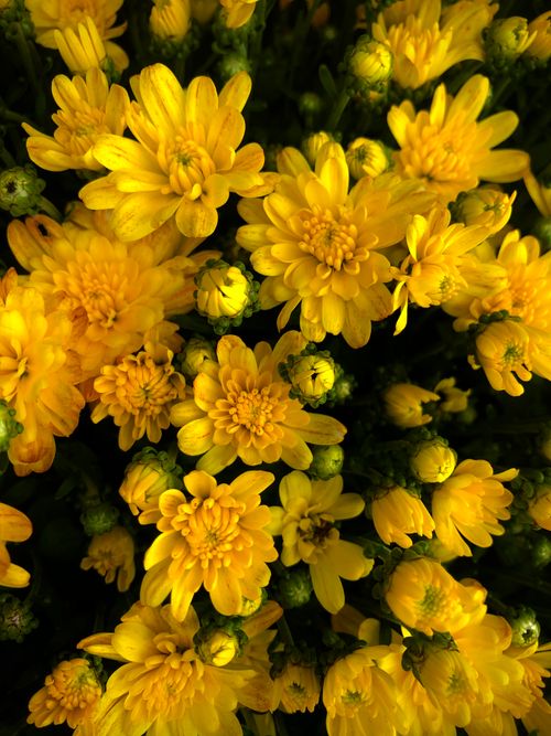Free Bright yellow chrysanthemums captured in full bloom, showcasing natural beauty and vibrancy. Stock Photo