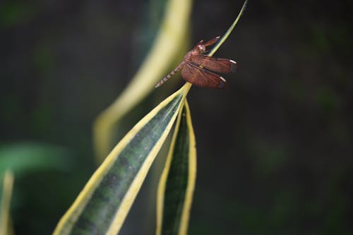 Dragonfly on Plant