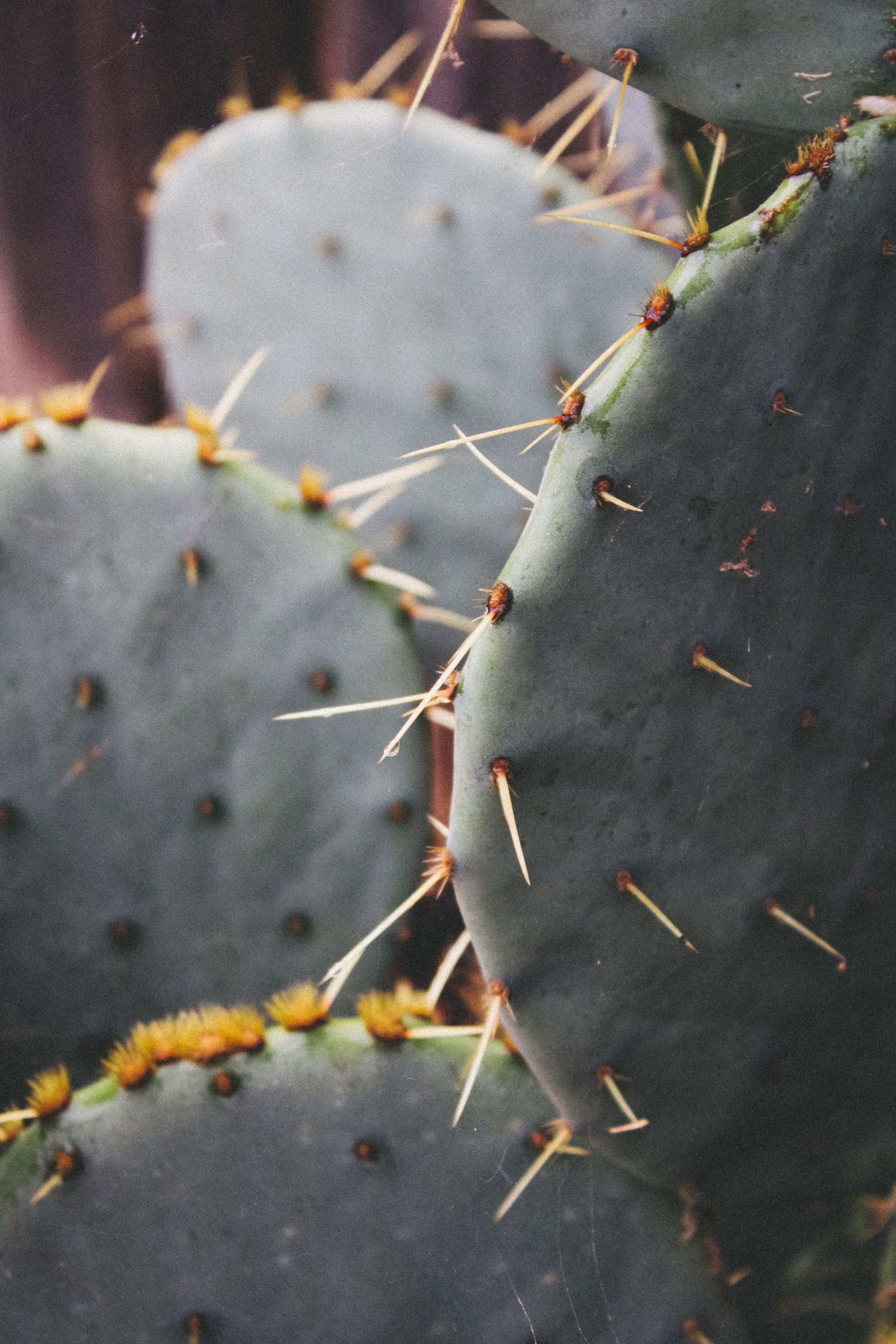 Detailed view of prickly pear cactus with spines, showcasing the texture and natural form.