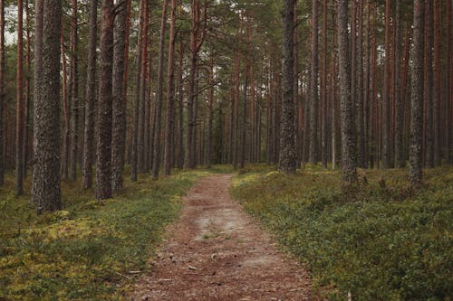Dirt Path in Forest