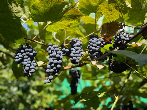 Foto d'estoc gratuïta de agricultura, aliments crus, collites