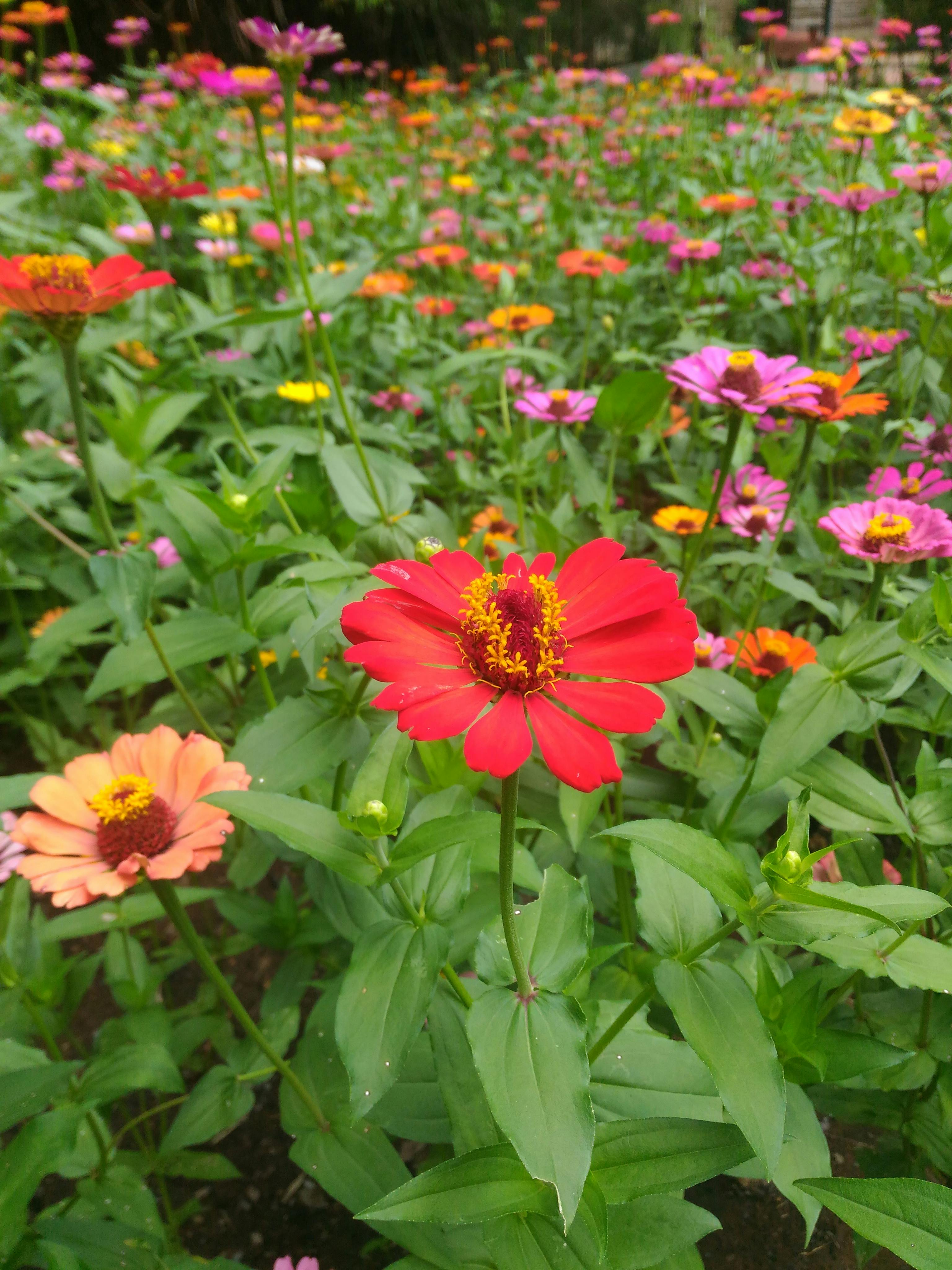 庭の赤い花 花 赤い花の無料の写真素材