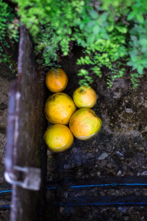 Безкоштовне стокове фото на тему «апельсин»