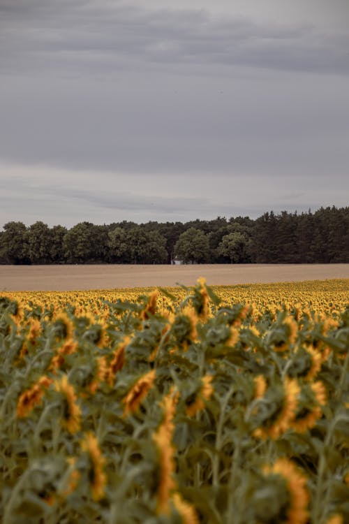 Imagine de stoc gratuită din câmpuri, codru, floarea-soarelui
