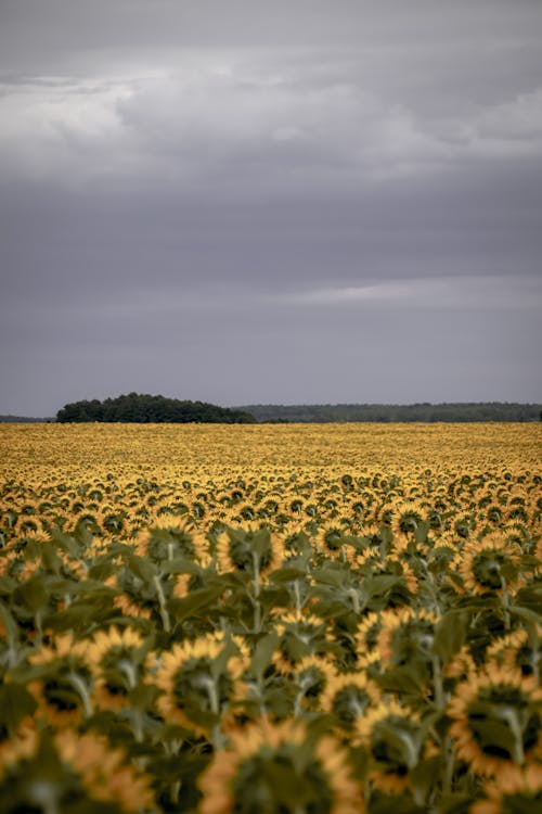 Rural Landscape with Sunflower Field under Grey Overcast Sky