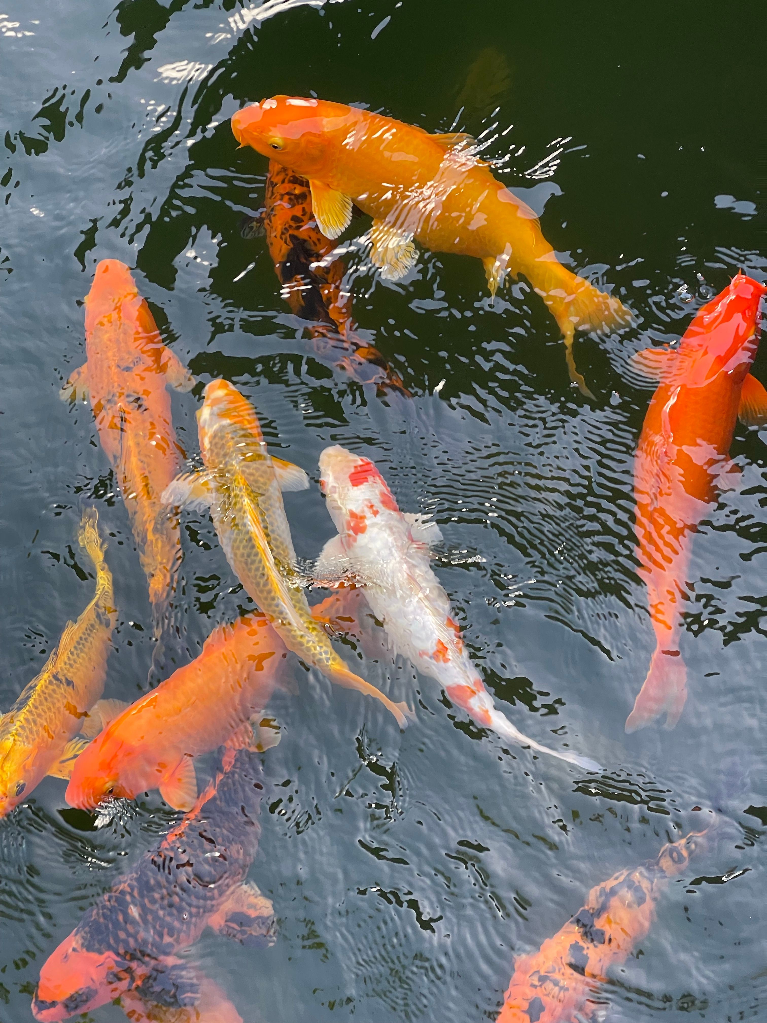 Colorful koi fish gracefully swimming in a tranquil pond, showcasing vibrant shades.