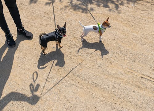 Imagine de stoc gratuită din câini, cățeluși, chihuahua