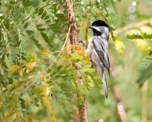 Black-Capped Chickadee Perched on Acacia Branch