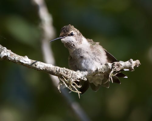 Female of Ruby-Throated Hummingbird on a Tree