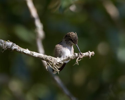 Hummingbird Sitting on a Twig