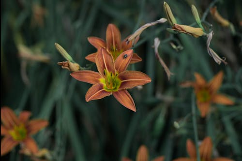 Gratis arkivbilde med anlegg, blomster, blomstre