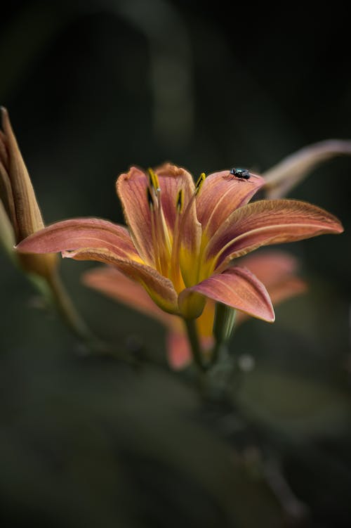 Foto profissional grátis de bokeh, flor alaranjada, fundo verde