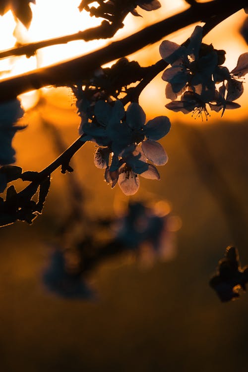 Gratis lagerfoto af æbleblomster, appelsin, contre-jour