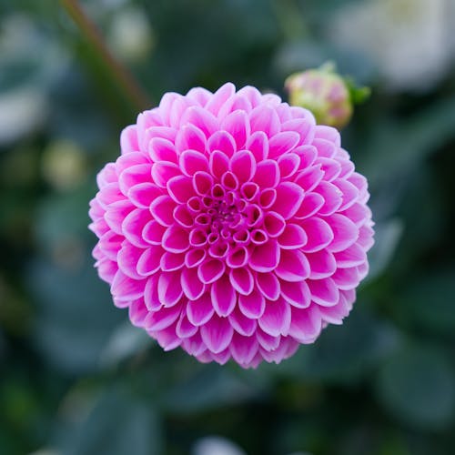 Free stock photo of beautiful flower, bokeh, flower