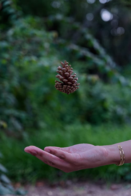 Základová fotografie zdarma na téma borová šiška, házení, ruce lidské ruce