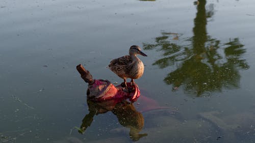 Mallard Standing on a Submerged Pipe