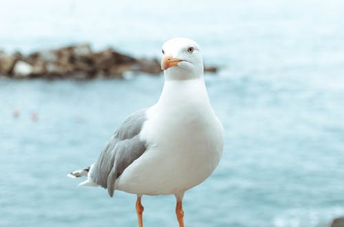 動物, 天性, 海 的 免費圖庫相片