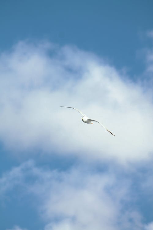A Seagull Flying against a Blue Sky with White Clouds