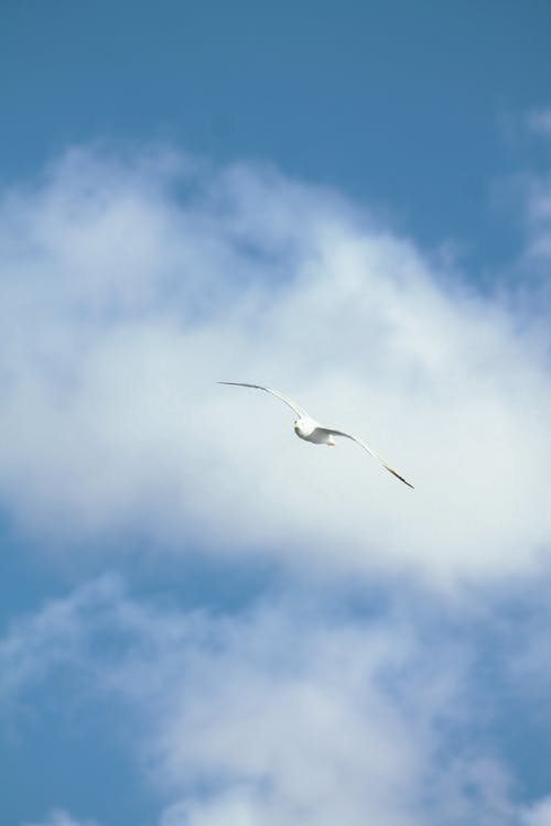 Gratis arkivbilde med blå himmel, dyrefotografering, dyreverdenfotografier