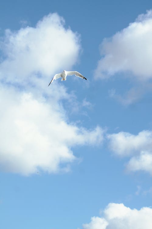 A Seagull Flying against a Blue Sky with White Clouds