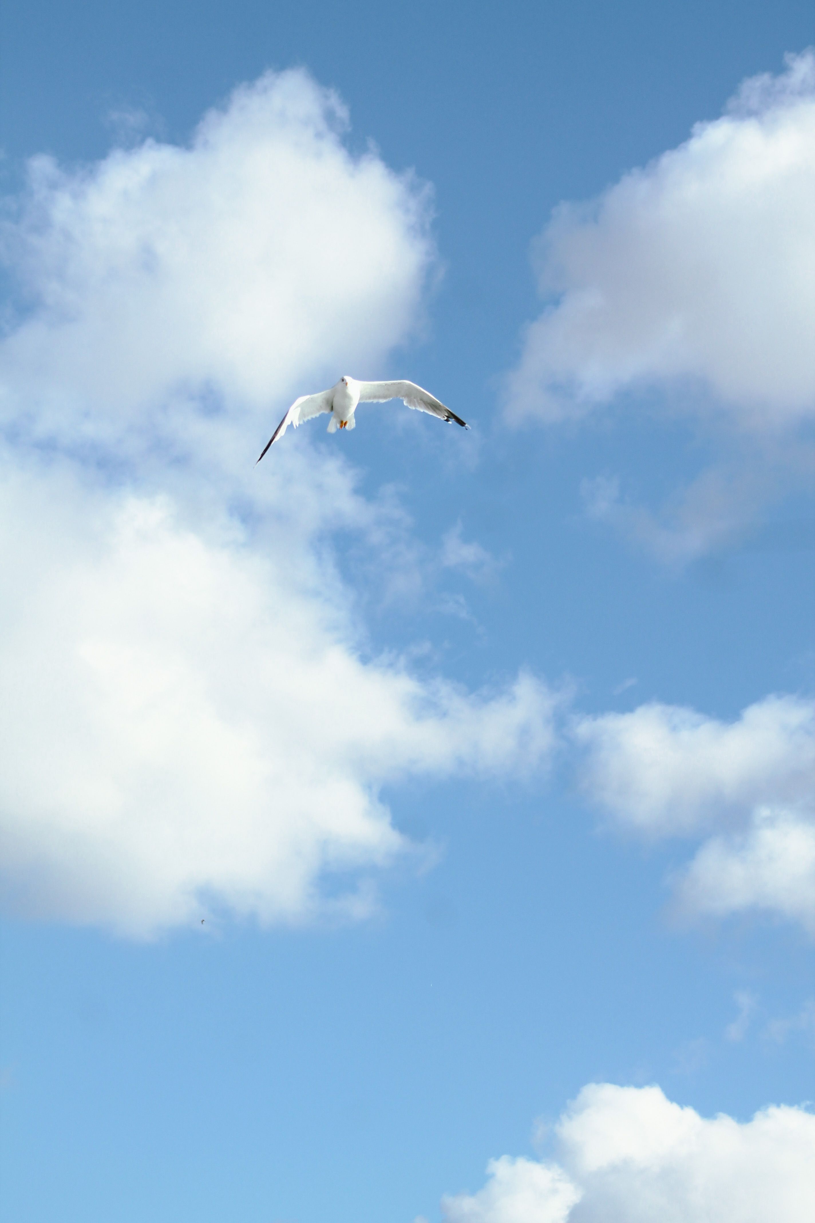 A Seagull Flying against a Blue Sky with White Clouds · Free Stock Photo