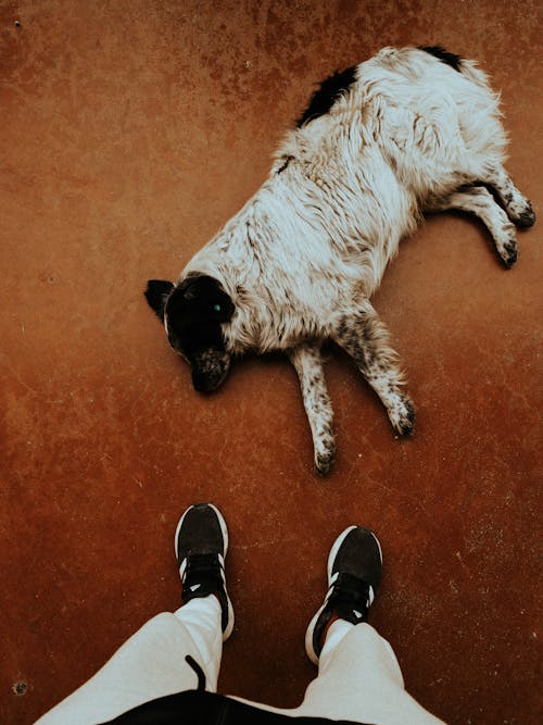 Legs of Person Standing over Dog Lying Down on Ground