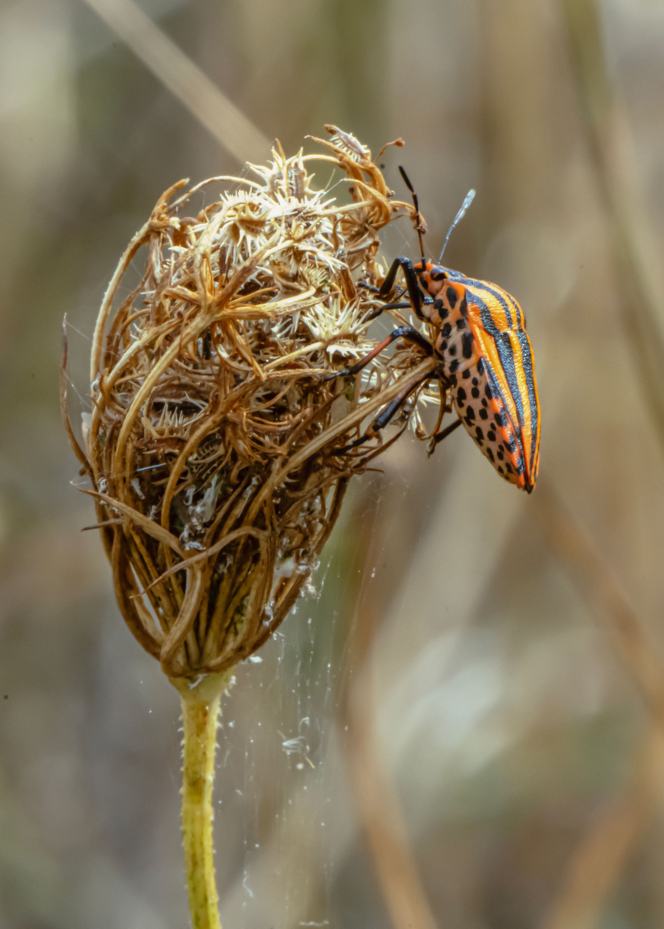 A Bug Sitting on a Dry Flower · Free Stock Photo