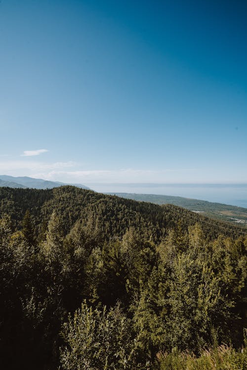 Immagine gratuita di alberi, collina, foresta