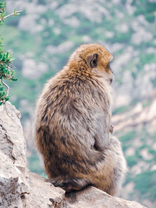 Free A Barbary macaque sitting on a rocky ledge in Bouzegza Keddara, Algeria. Stock Photo