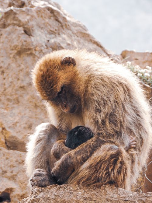 Free Barbary macaque nurturing its baby in Bouzegza Keddara, Algeria. Stock Photo