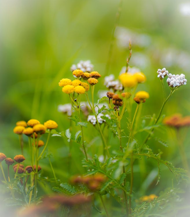 Close-up of Wildflowers on a Field