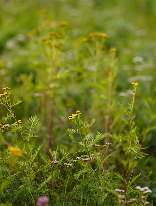 Photos gratuites de cannabis, champ, clairière