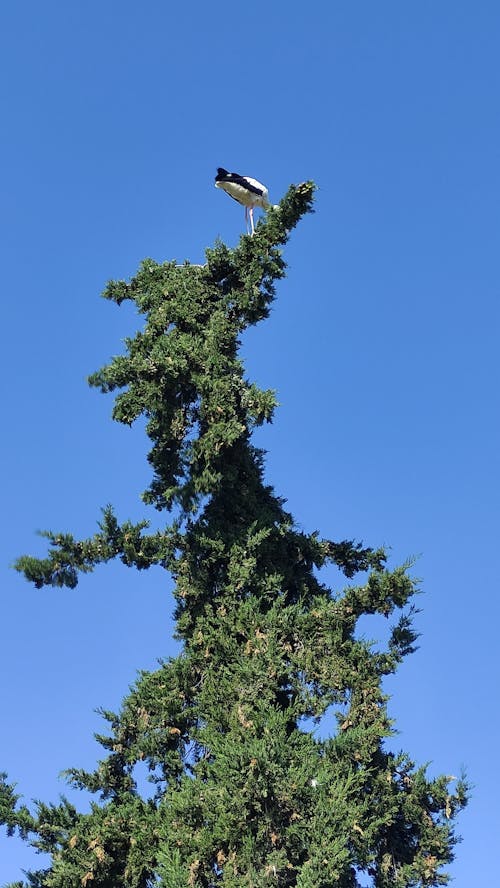 Ücretsiz ağaç, dikey atış, kuş içeren Ücretsiz stok fotoğraf Stok Fotoğraflar