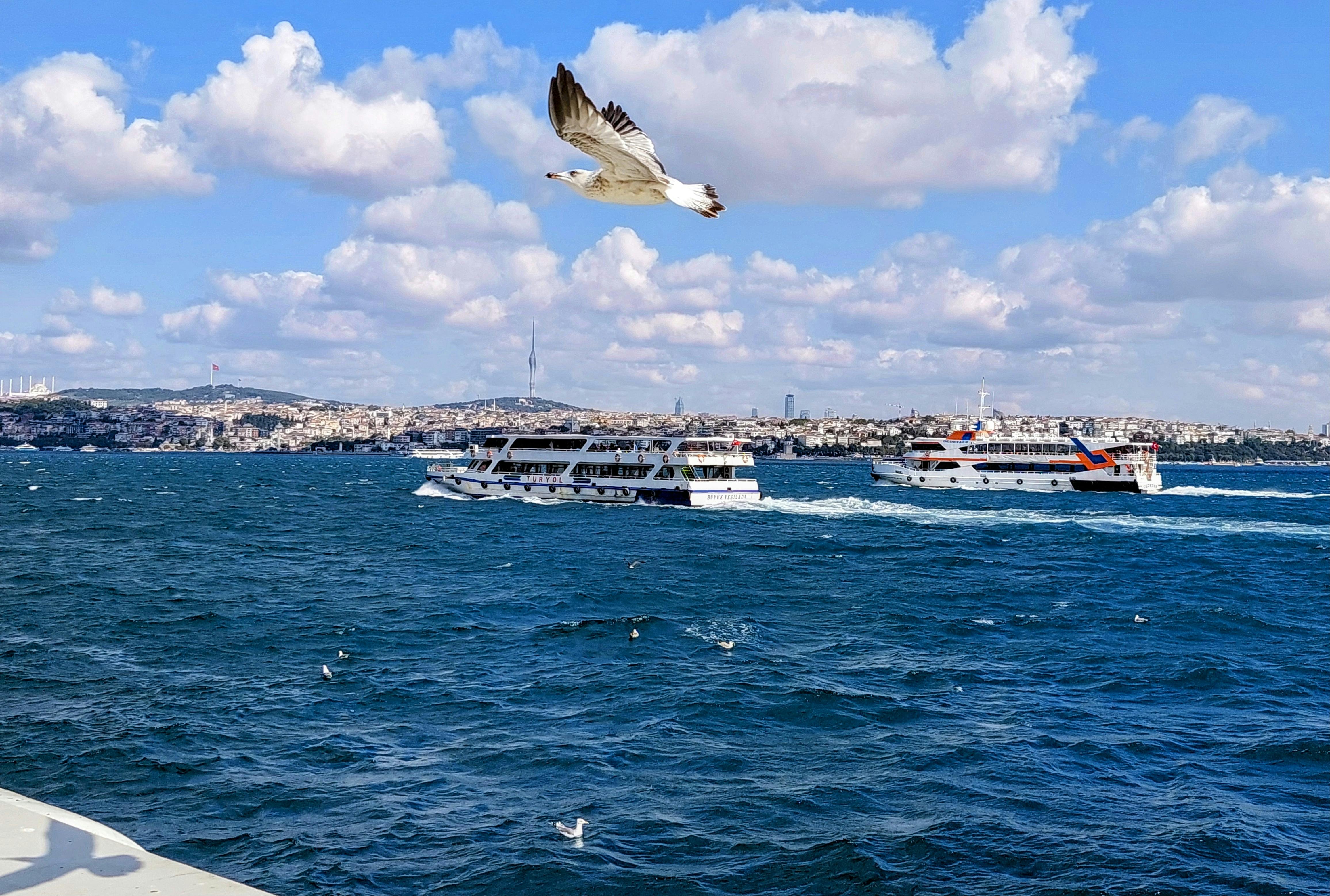 a bird flying over the water and boats