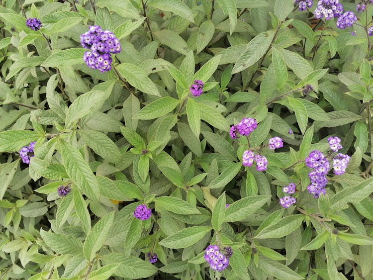 Decorative Heliotropium Arborescens Lord Roberts Shrub