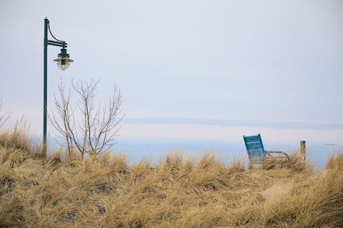 Grasses and Armchair behind