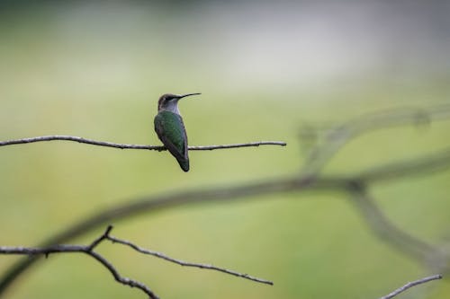 Hummingbird Perching on Branch