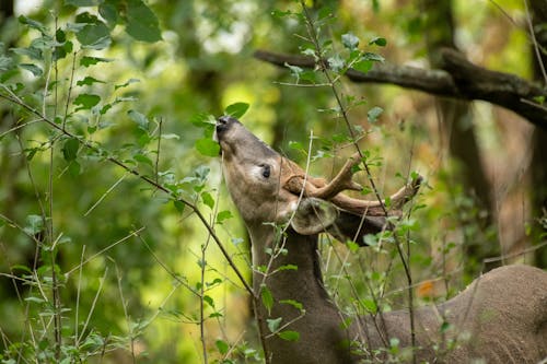 Deer Eating Leaves from Tree