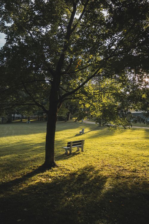 Free Tranquil park scene in Québec with sunlight through trees casting shadows on green grass. Stock Photo