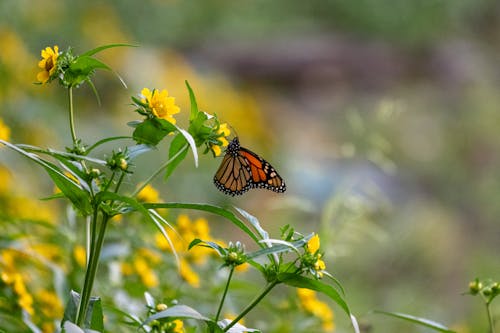 Бесплатное стоковое фото с бабочка, дикая природа, желтый