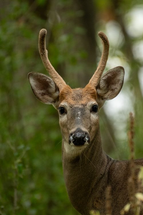 Free A close-up of a deer in a lush green forest, showcasing wildlife beauty and nature's serenity. Stock Photo