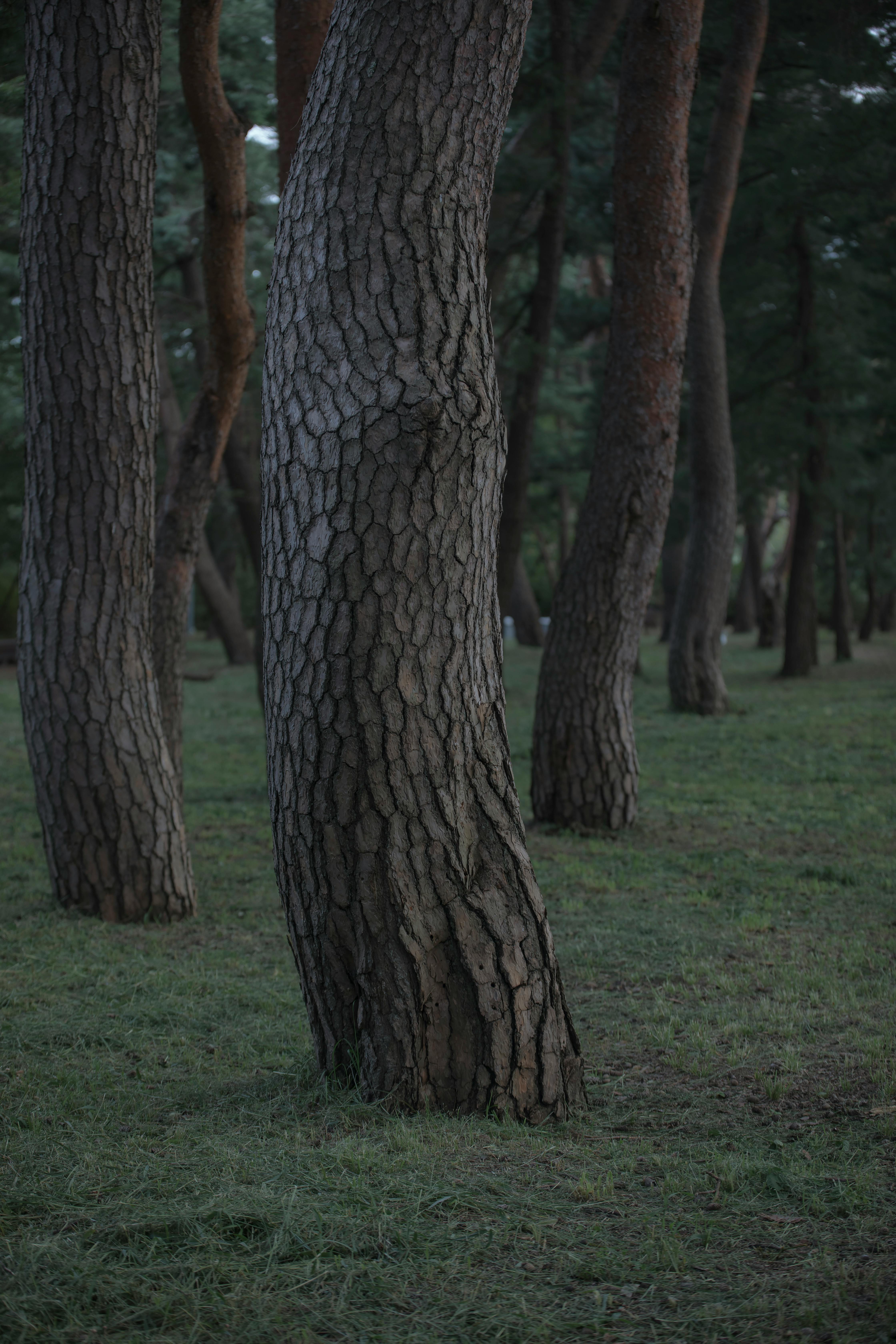 Peaceful pine forest scene in Gangneung showcasing tall, elegant trees under a cool day.